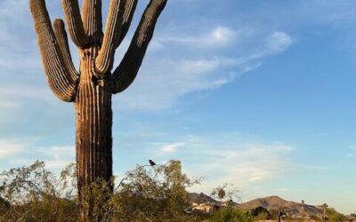 The Softer Shades of Financial Planning